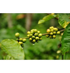 Pestovanie kávy na Indonézskom ostrove Jáva očami cestovateľa