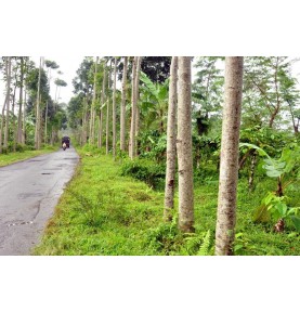 Pestovanie kávy na Indonézskom ostrove Jáva očami cestovateľa